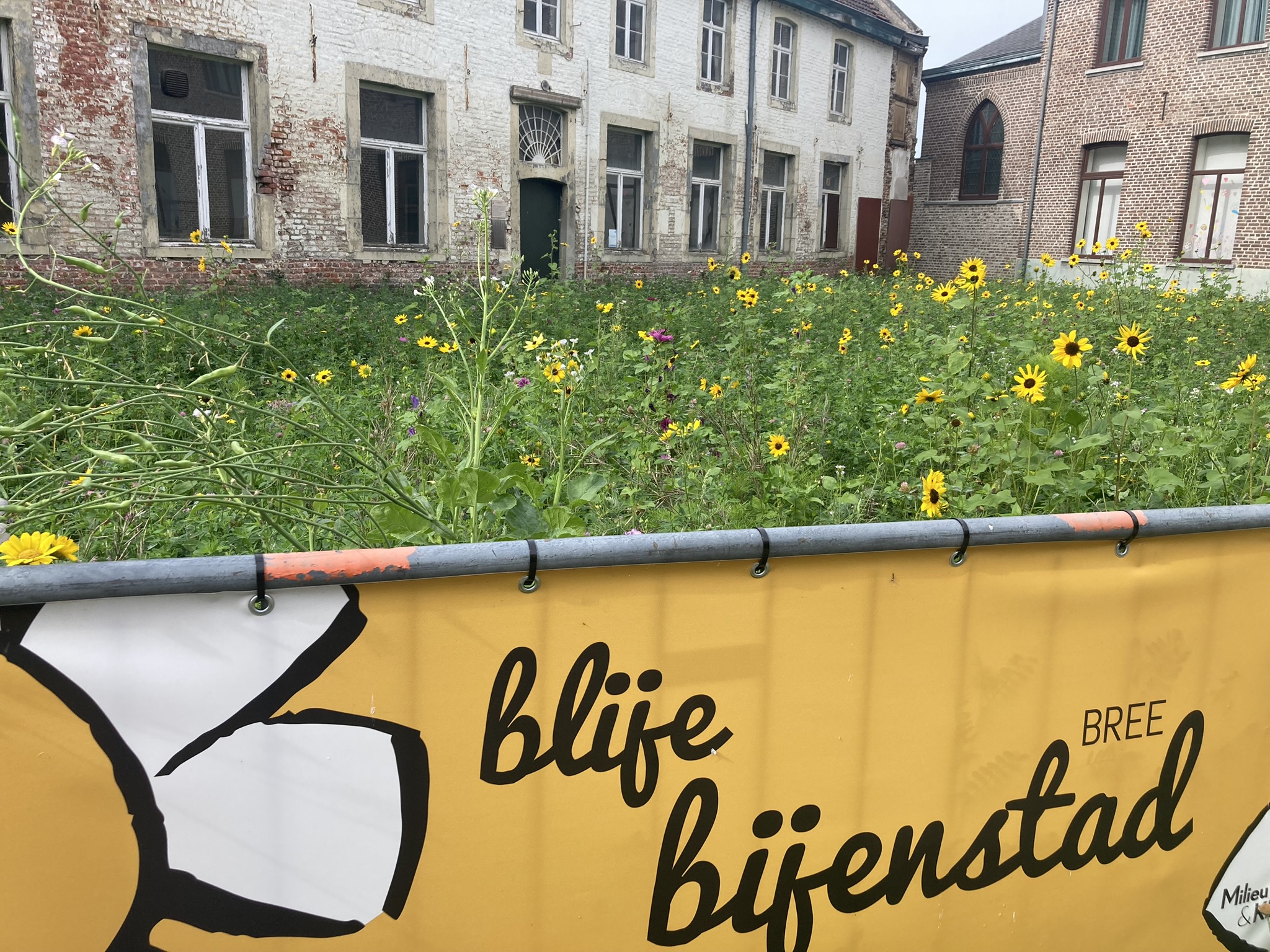 Bloemenweide