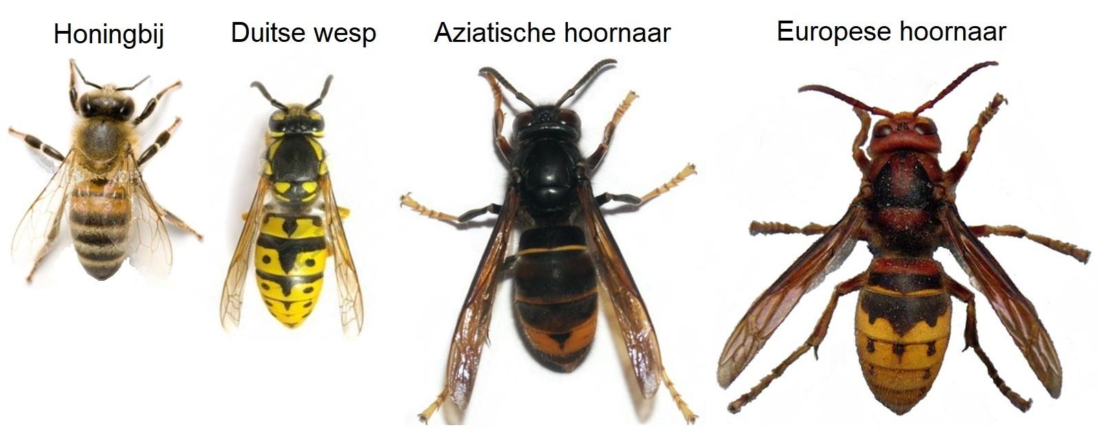 Afbeelding verwijderd.