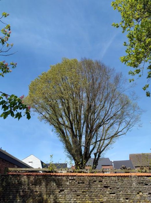 Olm Bree centrum - foto Lennert Belien
