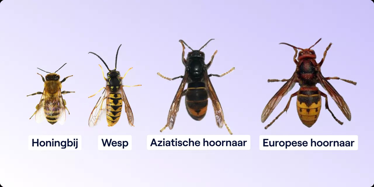 Afbeelding verwijderd.