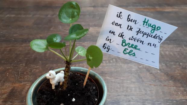 plant hugo