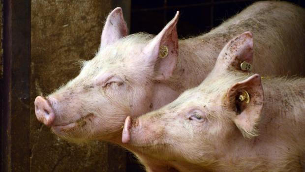 pigs