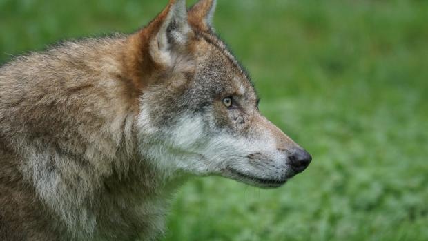 europese wolf