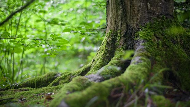 klimaatwandeling