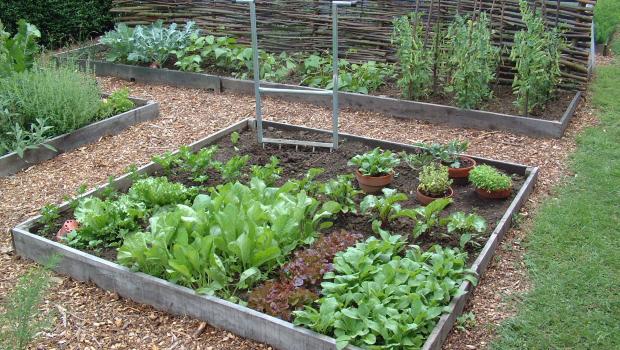 moestuin