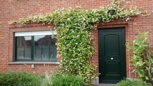 groene gevel vzw